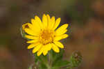 Soft goldenaster